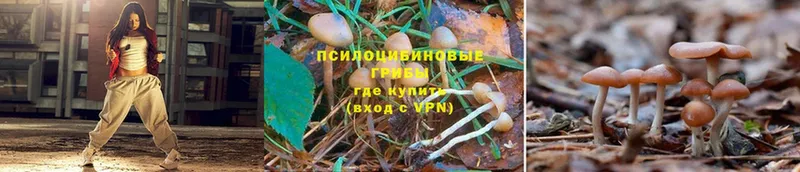 купить  цена  Донской  Псилоцибиновые грибы MAGIC MUSHROOMS 